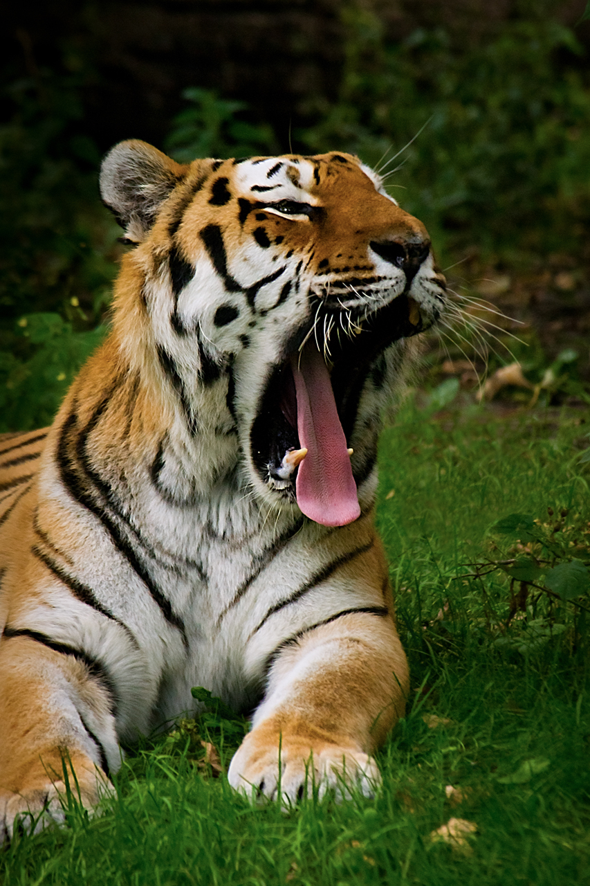Energy regulator is not a 'toothless tiger'