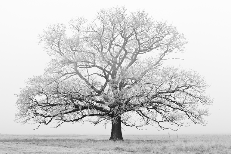 OECD warns that a price freeze could turn away investors