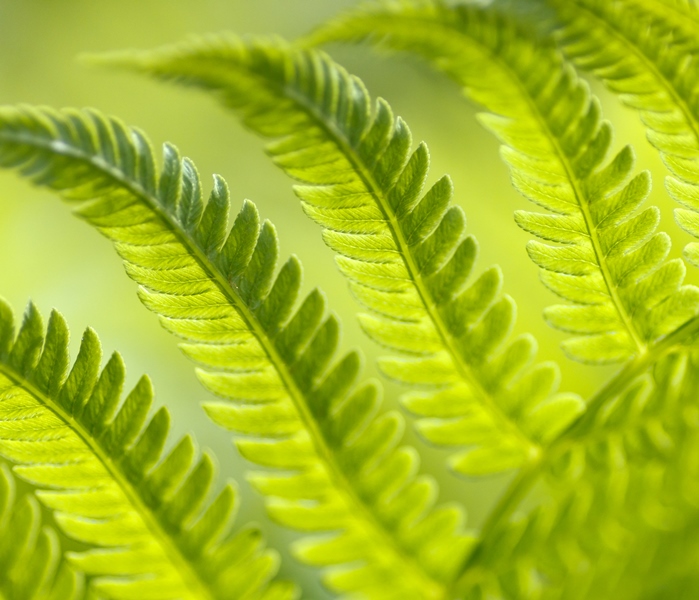 Green plans are better value than before